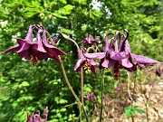 73 Fiori di Aquilegia